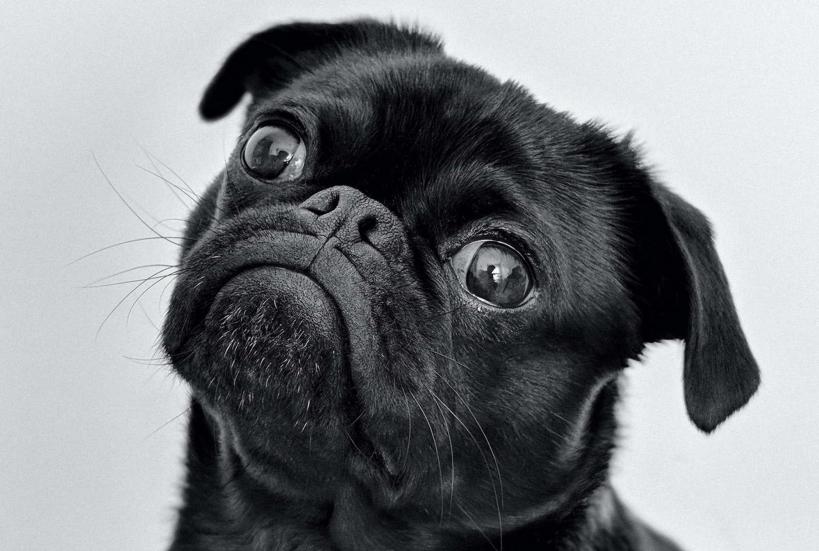 Gym Owner Debate: The Pros And Cons Of Kids And Dogs In The Gym